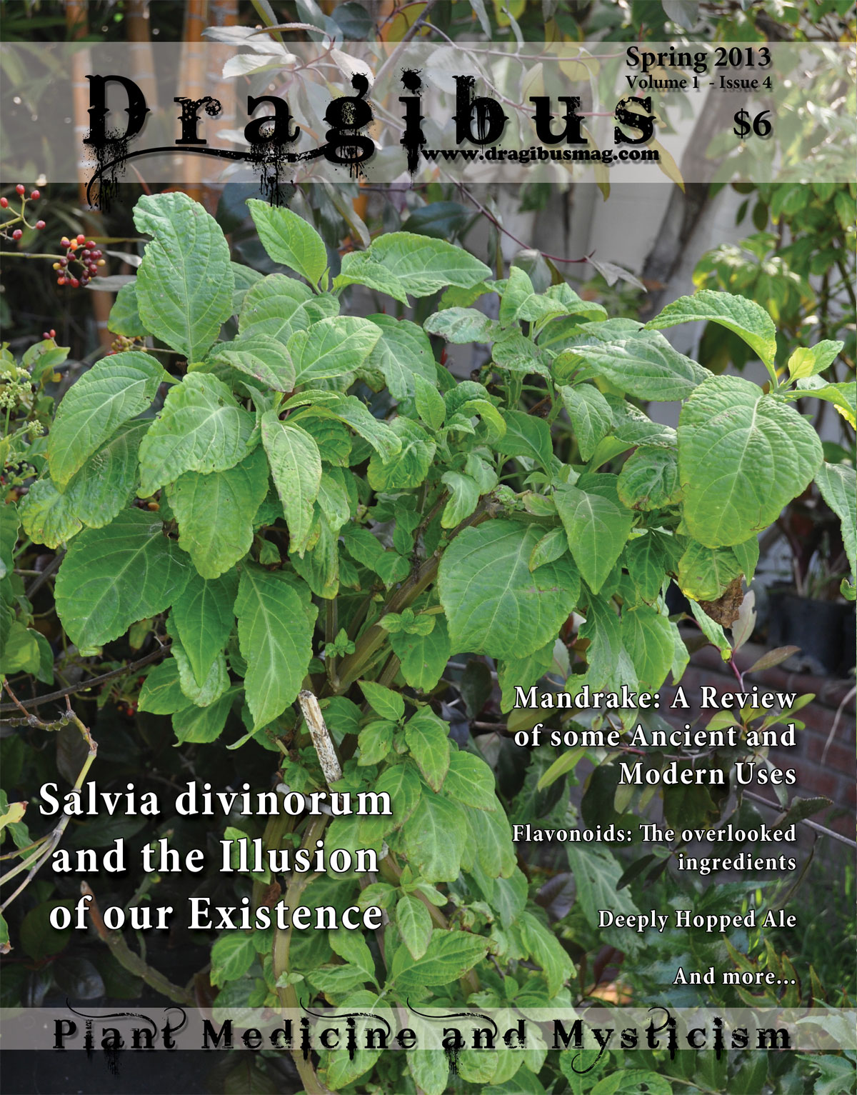Dragibus Magazine - Salvia divinorum, Ancient and Modern uses of Mandrake, a look at Flavonoids, Deeply Hopped Ale and more…